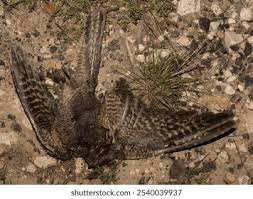 Attēlu rezultāti vaicājumam “Cuculus canorus juvenile”