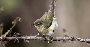 Attēlu rezultāti vaicājumam “Phylloscopus collybita adult”