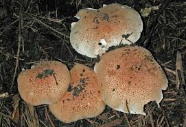 Attēlu rezultāti vaicājumam “Lepiota aspera”