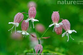 Attēlu rezultāti vaicājumam “Silene vulgaris flower”