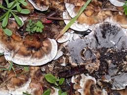 Attēlu rezultāti vaicājumam “Bjerkandera adusta”