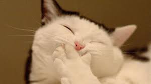 メシウマ에 대한 이미지 검색결과