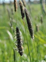 Attēlu rezultāti vaicājumam “Alopecurus pratensis”