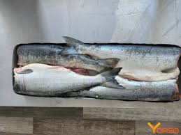 Image result for Oncorhynchus kisutch