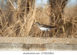 Attēlu rezultāti vaicājumam “Actitis hypoleucos adult”