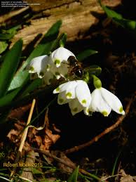 Attēlu rezultāti vaicājumam “Leucojum vernum var. vernum flower”