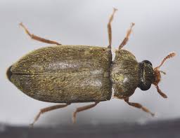 Attēlu rezultāti vaicājumam “Byturus ochraceus”