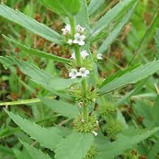 Attēlu rezultāti vaicājumam “Lycogala asperum sessile”