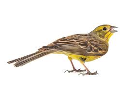 Image result for Carduelis citrinella