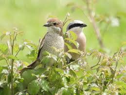 Attēlu rezultāti vaicājumam “Lanius collurio juvenile”