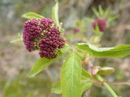 Attēlu rezultāti vaicājumam “Sambucus racemosa flower”