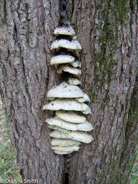 Attēlu rezultāti vaicājumam “Oxyporus corticola”