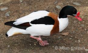 Attēlu rezultāti vaicājumam “Tadorna tadorna”