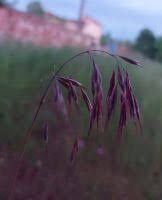 Attēlu rezultāti vaicājumam “Anisantha tectorum fruit”