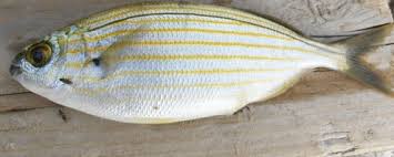 Image result for Sarpa salpa