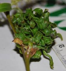 Attēlu rezultāti vaicājumam “Rhabdophaga rosaria”