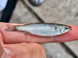 Image result for Chelon richardsonii