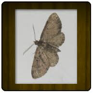 Attēlu rezultāti vaicājumam “Anticollix sparsata”