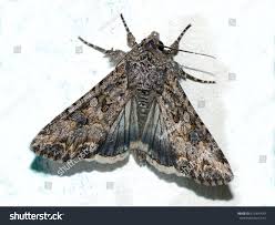 Attēlu rezultāti vaicājumam “Hadula trifolii larva”