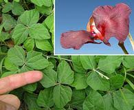 Attēlu rezultāti vaicājumam “Pohlia wahlenbergii macro”