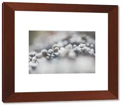 Attēlu rezultāti vaicājumam “Phleogena faginea stalked”