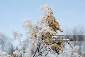Attēlu rezultāti vaicājumam “Solidago canadensis fruit”
