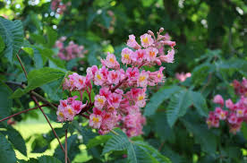 Attēlu rezultāti vaicājumam “Aesculus x neglecta flower”