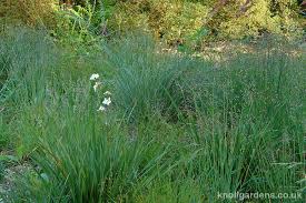 Attēlu rezultāti vaicājumam “Briza media bud”