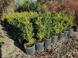 Attēlu rezultāti vaicājumam “Buxus sempervirens”