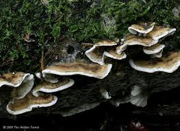 Attēlu rezultāti vaicājumam “Bjerkandera adusta”