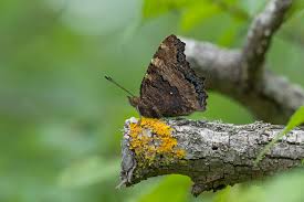 Attēlu rezultāti vaicājumam “Nymphalis polychloros upperside”