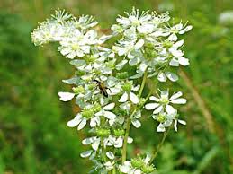 Image result for Filipendula vulgaris