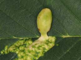 Attēlu rezultāti vaicājumam “Tetraneura ulmi”