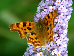 Attēlu rezultāti vaicājumam “Polygonia c-album larva”