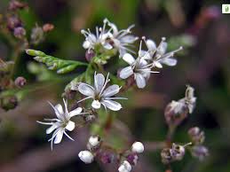Attēlu rezultāti vaicājumam “Gypsophila fastigiata”