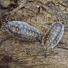 Attēlu rezultāti vaicājumam “Oniscus asellus”