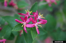 Attēlu rezultāti vaicājumam “Lonicera tatarica flower”