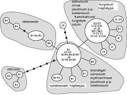 Attēlu rezultāti vaicājumam “Brachythecium salebrosum sporophyte”