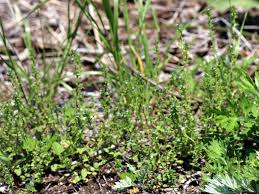 Attēlu rezultāti vaicājumam “Veronica persica leaf”
