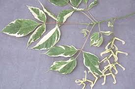 Attēlu rezultāti vaicājumam “Acer negundo fruit”