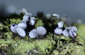 Attēlu rezultāti vaicājumam “Physarum bitectum”