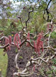 Attēlu rezultāti vaicājumam “Corylus avellana”