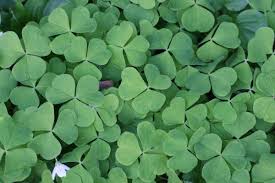 Attēlu rezultāti vaicājumam “Oxalis acetosella”
