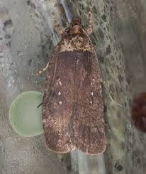 Attēlu rezultāti vaicājumam “Agonopterix ciliella”