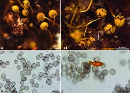 Attēlu rezultāti vaicājumam “Physarum bivalve young”