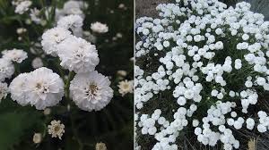 Attēlu rezultāti vaicājumam “Achillea ptarmica flower”