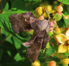 Attēlu rezultāti vaicājumam “Laothoe populi”
