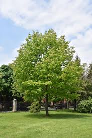 Attēlu rezultāti vaicājumam “Quercus rubra”