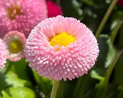 Image result for Bellis perennis