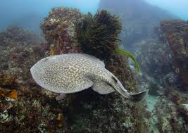 Image result for Torpedo marmorata